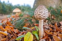 Parasol fungi among autumn leaves