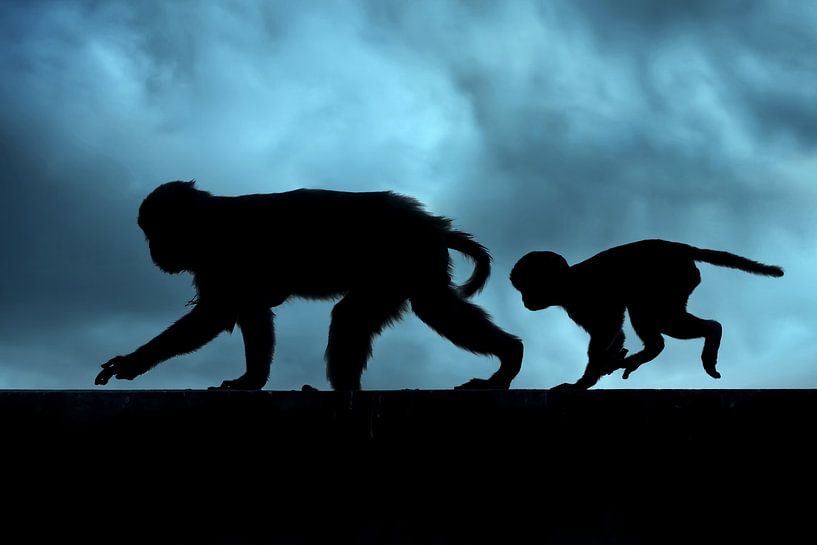 Mother and baby monkey ( rhesus monkey or rhesus macaque ) - care and motherly love by Chi