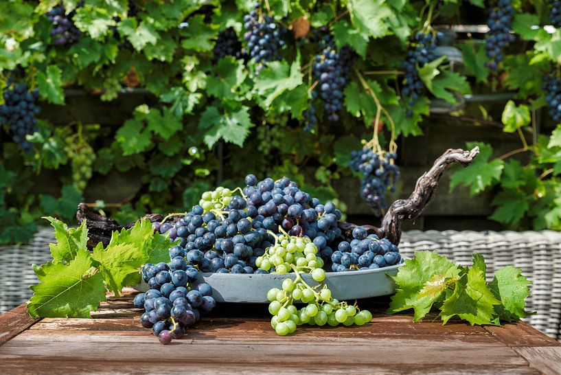 grote trossen blauwe en witte druiven von ChrisWillemsen