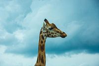 Giraffe mit blauem Himmel