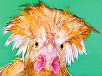 Angry chicken looks like an Angry Bird.