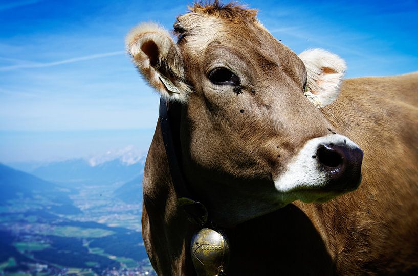 Cow by Patrick Kerkhoff