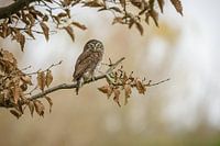 Dwarf guilt in the big world