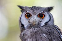 White-faced Little Owl