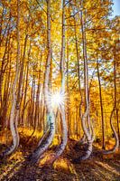 Herbstwald Wandkunst - Colorado Tanzende Espen Foto