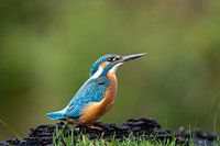 Kingfisher on the edge along the water