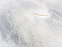 die Schönheit der Federn (3)