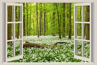 View through the window into the spring forest