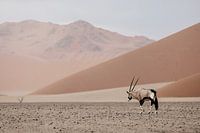 Oryx in the Namibian desert