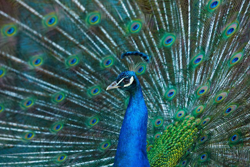 Pauw par Bart Colson