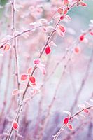 Feuilles rouges avec mûres