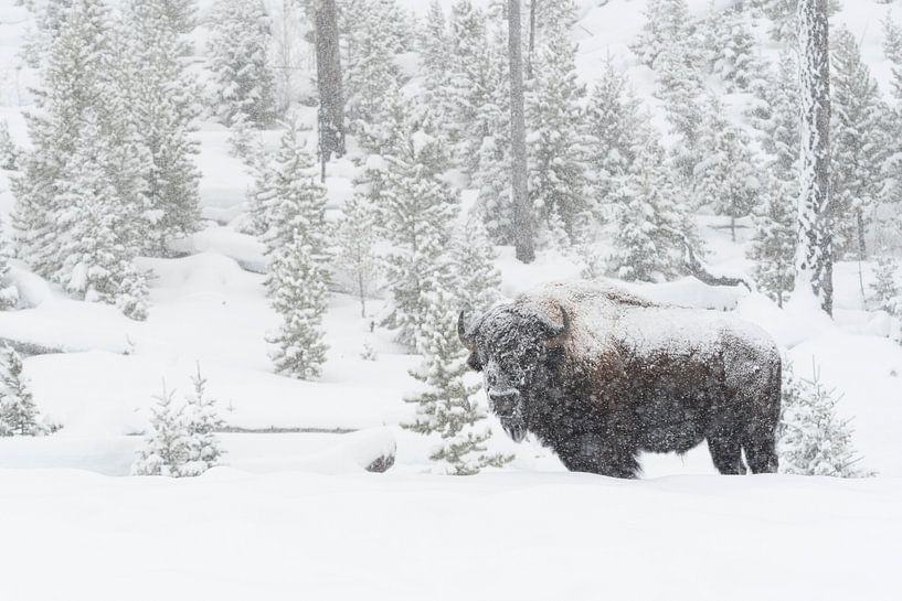 Amerikanischer Bison ( Bison bison ) im Schneetreiben par wunderbare Erde