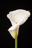 Weiße Calla
