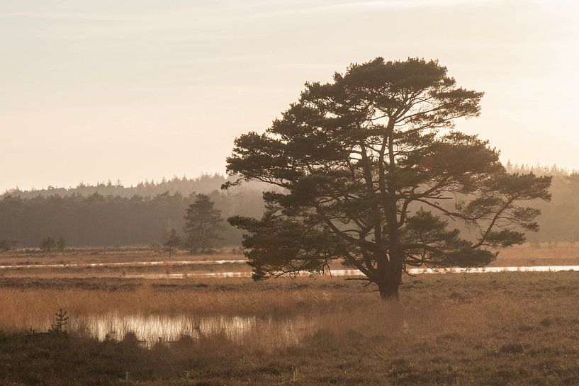 Sunset on the Leersum Field by Bert van Wijk