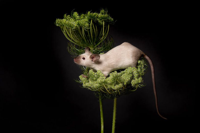 Maus auf wilder Karotte von Elles Rijsdijk