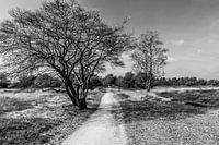Gehweg auf dem Borkeld