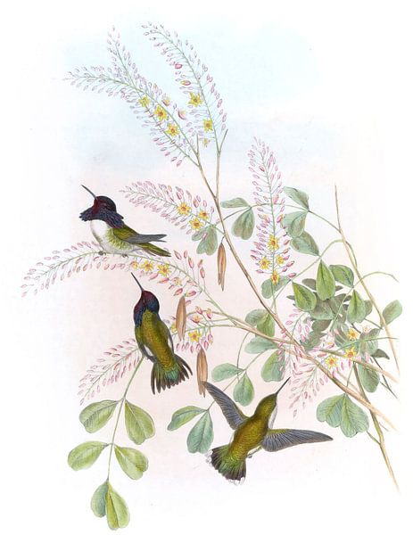 Costas Kälte, John Gould von Hummingbirds