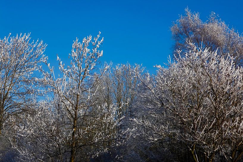 Hoarfrost by Thomas Jäger