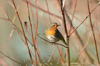 roodborstjemet verschillende roodtinten ...
