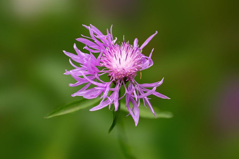 Purple flowers blossom of a knapweed by Mario Plechaty Photography
