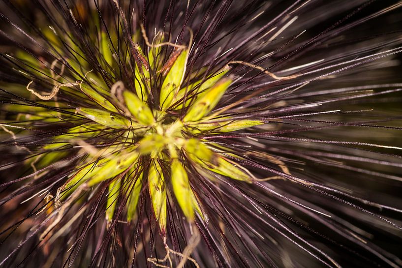 Grasblüte von René van der Horst