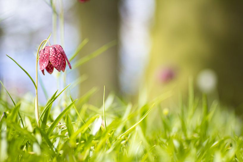 Nicht traurig sein von Ramon Bovenlander