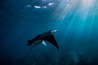 La raie manta géante volante