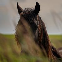 Horse on Ameland
