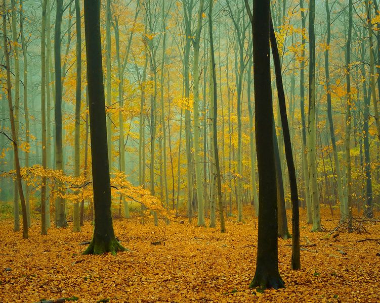 Peace and quiet in the misty beech forest. by tim eshuis