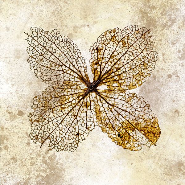 Hortensienblatt von Klaartje Majoor