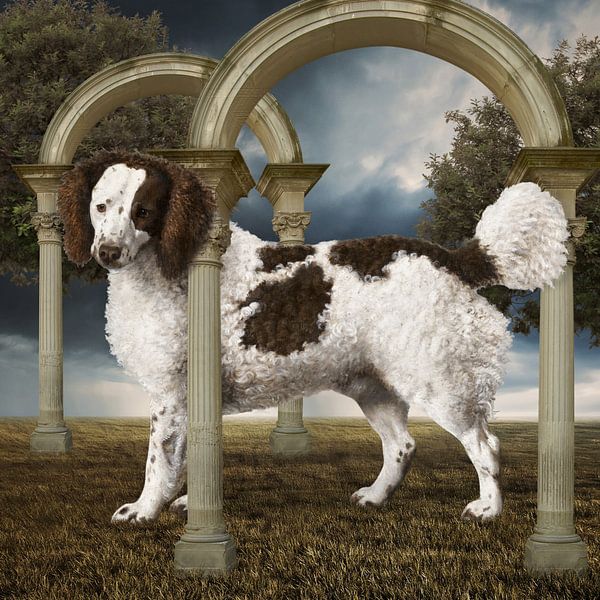 The Water Spaniel by Marja van den Hurk