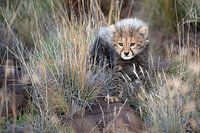 Curieux petit guépard