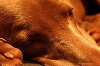 Schlafender Hund (Weimaranar)