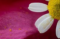 Macro of a flower against an abstract background