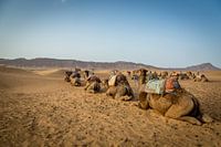 Camels in Desert
