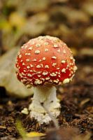 Rood met witte stippen