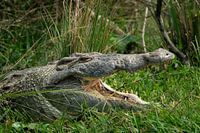 Crocodile sur le Nil - Le chasseur silencieux des chutes de Murchison