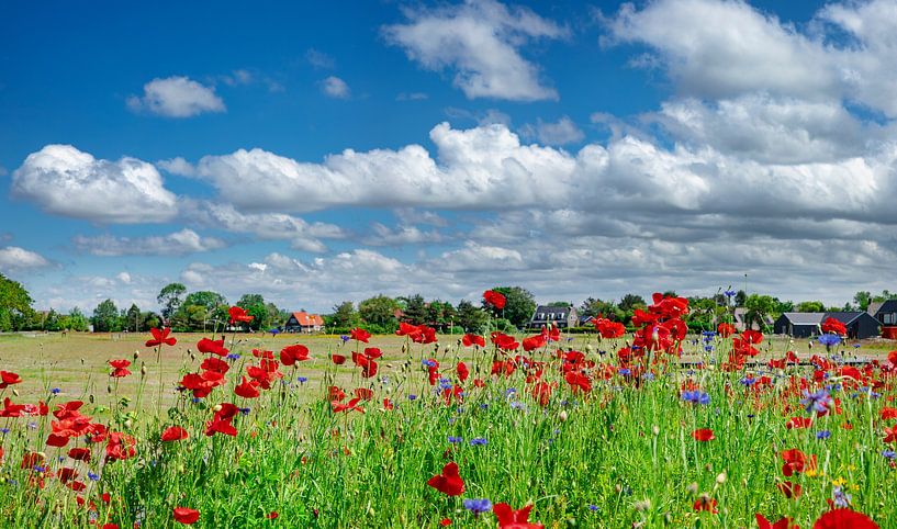 Au bord d'une prairie, coquelicots et bleuets, Egmond-binnen, , Hollande septentrionale par Rene van der Meer