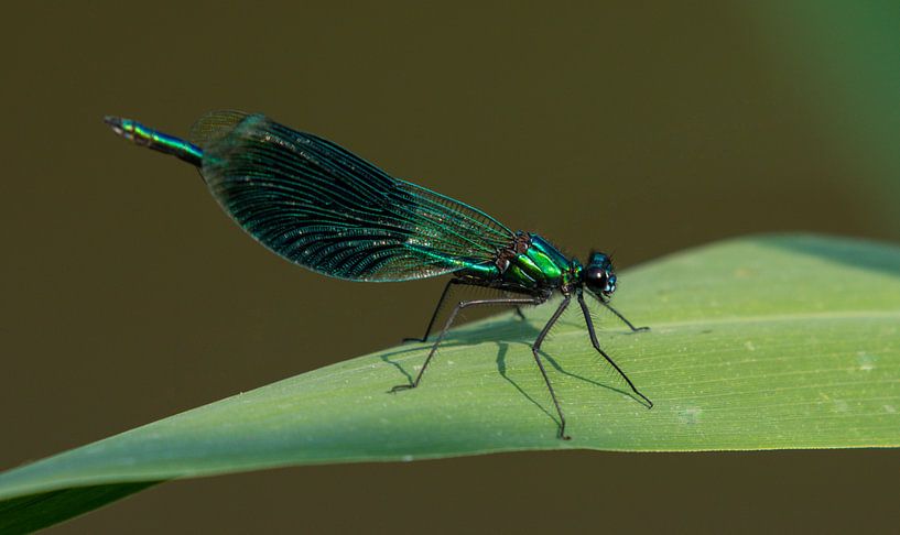 CALOPTERYX SPLENDENS by Menno Selles