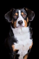 Miko, onze 3-jarige Entlebucher Sennenhond