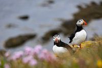 Puffins in Iceland