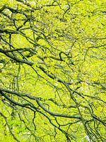 Branches in green