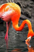 Colorfull flamingo