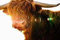 Photographie de nature - Highlander écossais au soleil