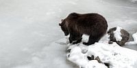 Ours brun au lac gelé