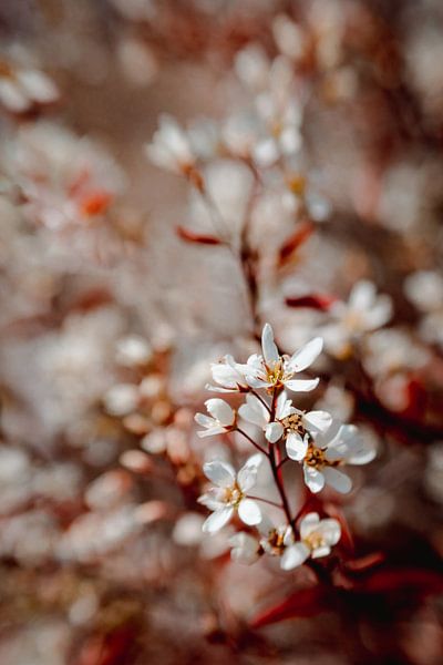 Ardor Me by Hiske Boon