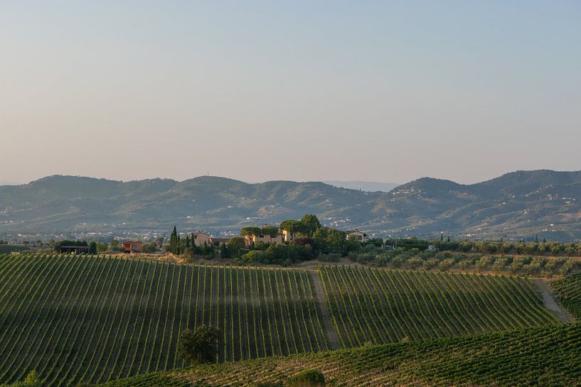 Romantische Toskana, idyllischer Weinberg in Hanglage von Patrick Verhoef