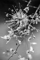 Druppels en stervorming in de natuur