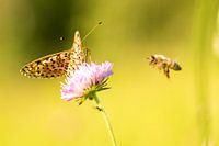 Dit is het verhaal van de vlinder en de bij...