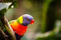 Lori des Montagnes Bleues